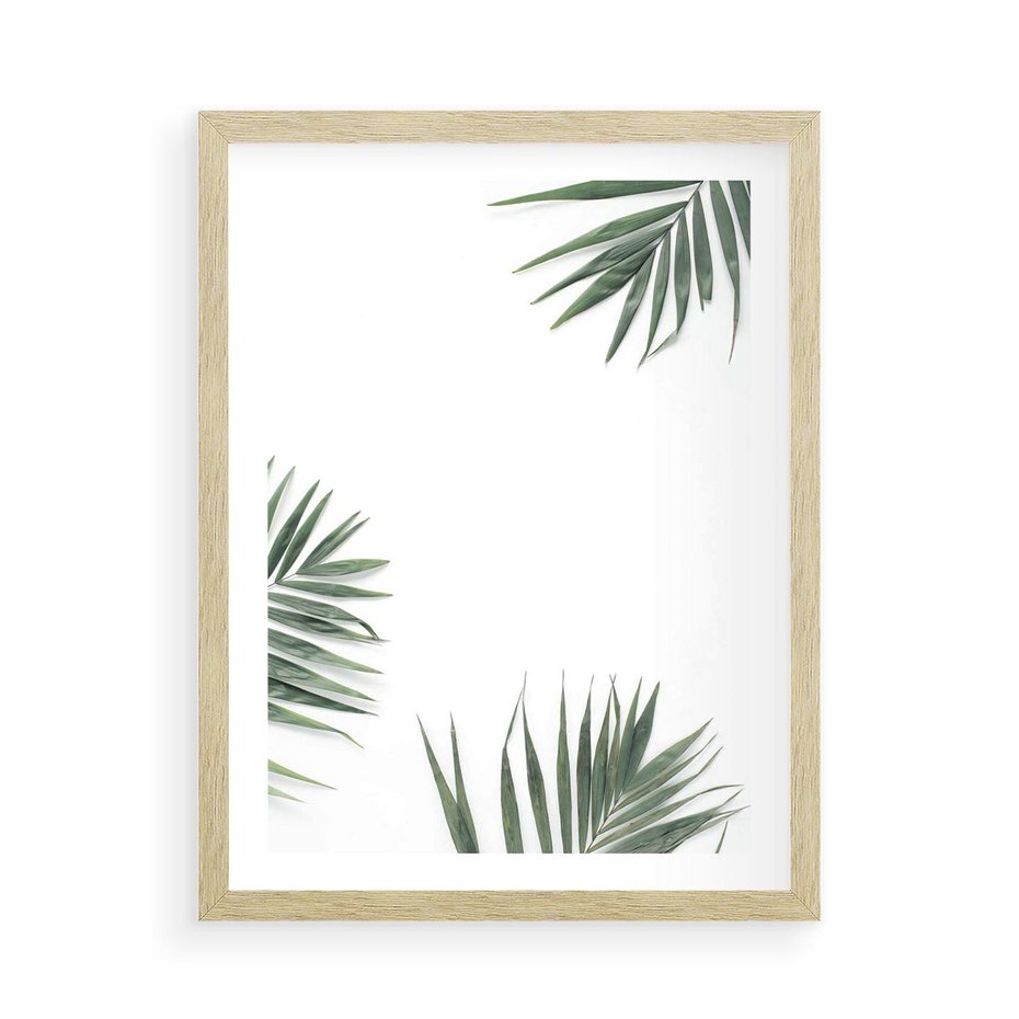 Plakat w ramie 50x70 - Liście Palmy na Czystym Tle - liście palmy, białe tło - rama drewno
