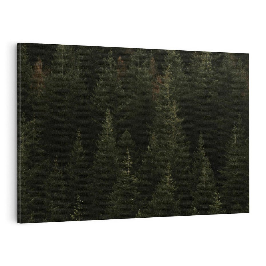 Obraz na płótnie 100x70 - Ciemny las iglasty - las, iglasty