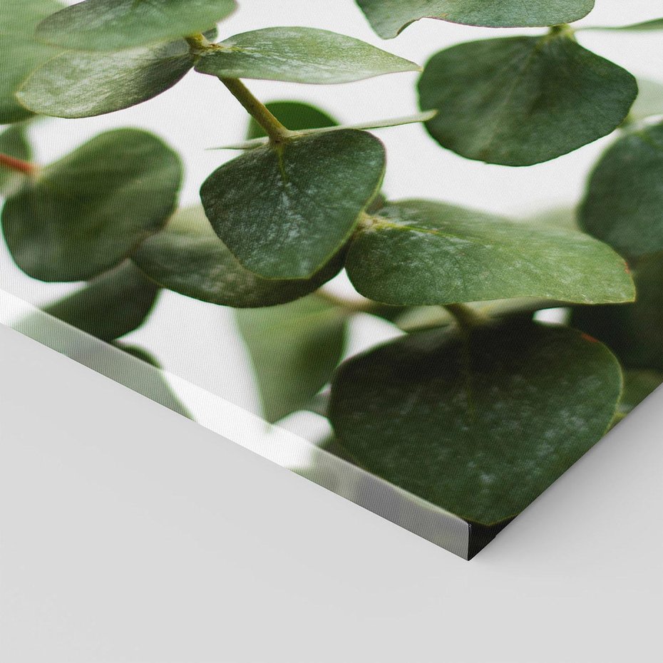 Obraz na płótnie 80x80 - Zielone eukaliptusy - eukaliptus, liście