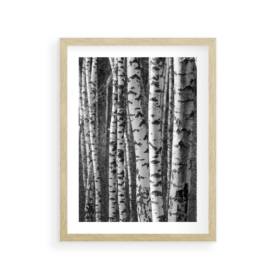 Plakat w ramie 30x40 - Kontrast Monochromatyczny - brzozy, czarno - rama drewno