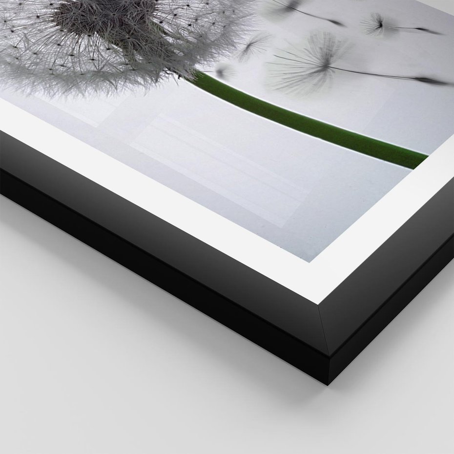 Plakat w ramie 40x50 - Lekkość Przemijania - dmuchawiec, makro - rama czarna