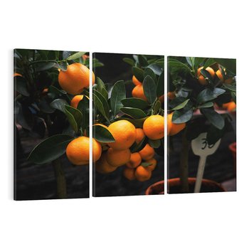 Obraz na płótnie 120x80 - Mandarynki na Drzewku - Owoce Pory Roku - mandarynki, drzewko