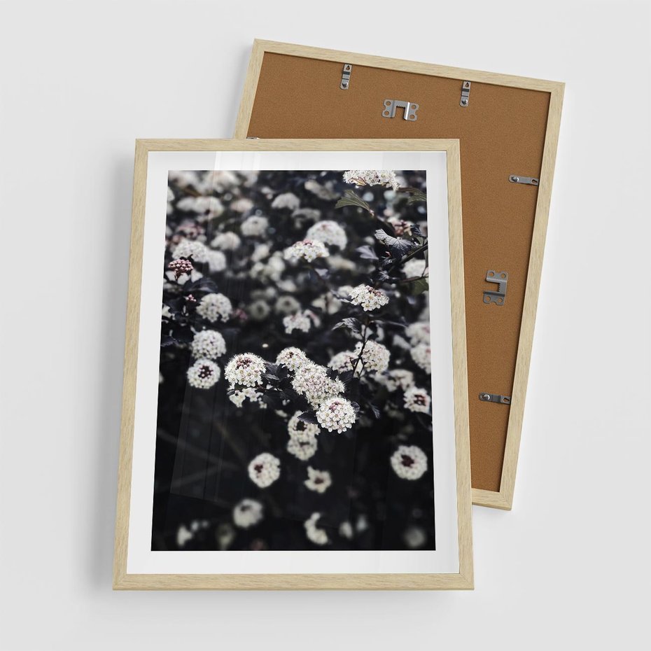 Plakat w ramie 50x70 - Białe Kwiaty na Kwitnącym Krzewie - białe kwiaty, kwitnący krzew - rama drewno