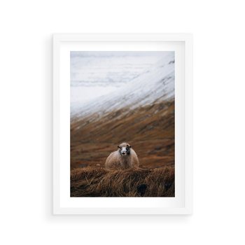 Plakat w ramie 50x70 - Owiecka panorama - góry, owca - rama biała