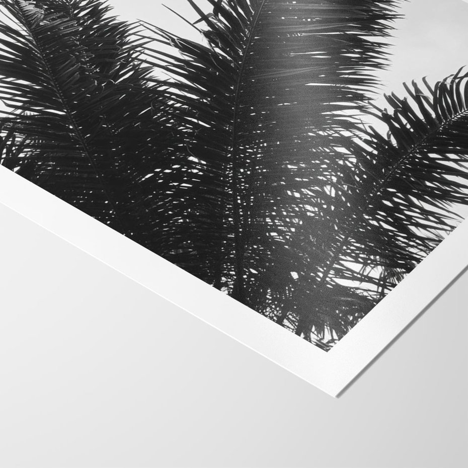 Plakat bez ramy 50x70 - Czas Zapomnienia - palmy, czarno biała fotografia