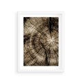 Plakat w ramie 30x40 - Natura Pod Lupą - pień drzewa, przekrój - rama biała