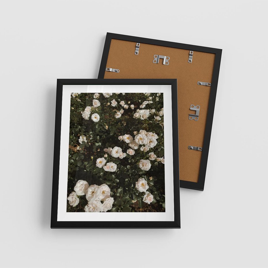 Plakat w ramie 40x50 - Czyste Piękno - białe kwiaty, białe róże - rama czarna