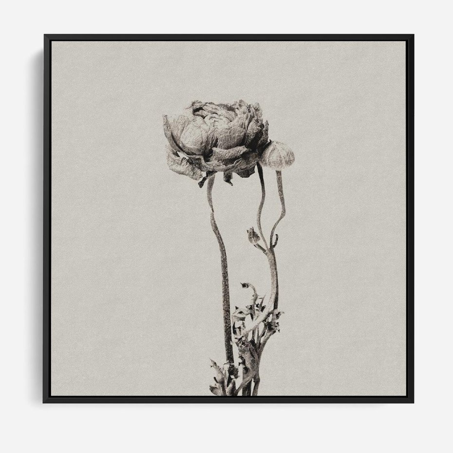 Obraz w ramie 50x50 - Kwiatowa Symfonia w Szarościach - czarno biała odbitka, jak fotografia - rama czarna