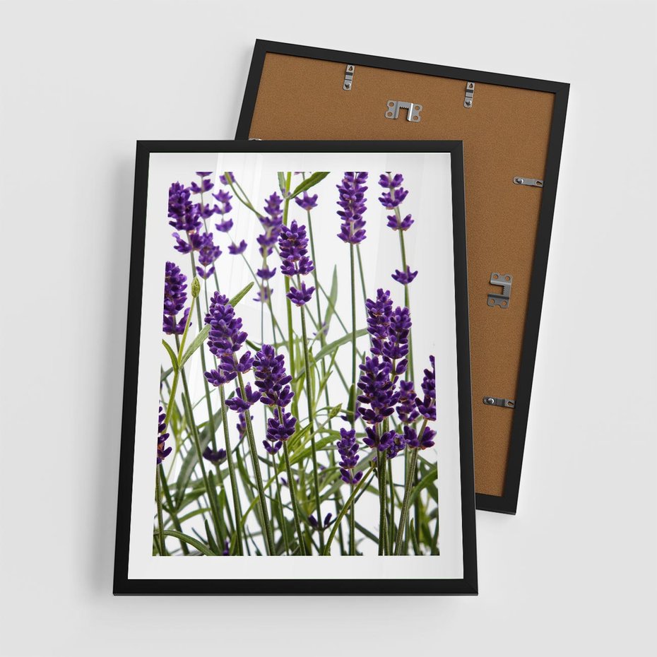 Plakat w ramie 50x70 - Fioletowa harmonia lawendy - lawenda, fiolet - rama czarna