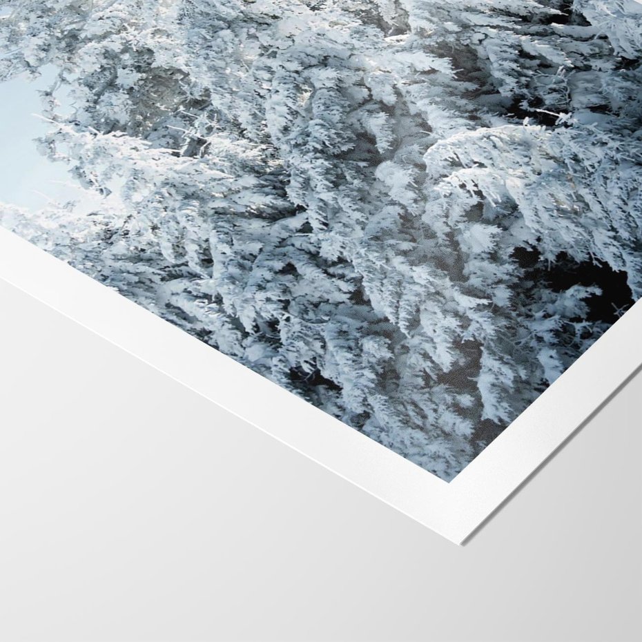 Plakat bez ramy 50x70 - Magia Śnieżnych Drzew - zima, iglaste drzewa