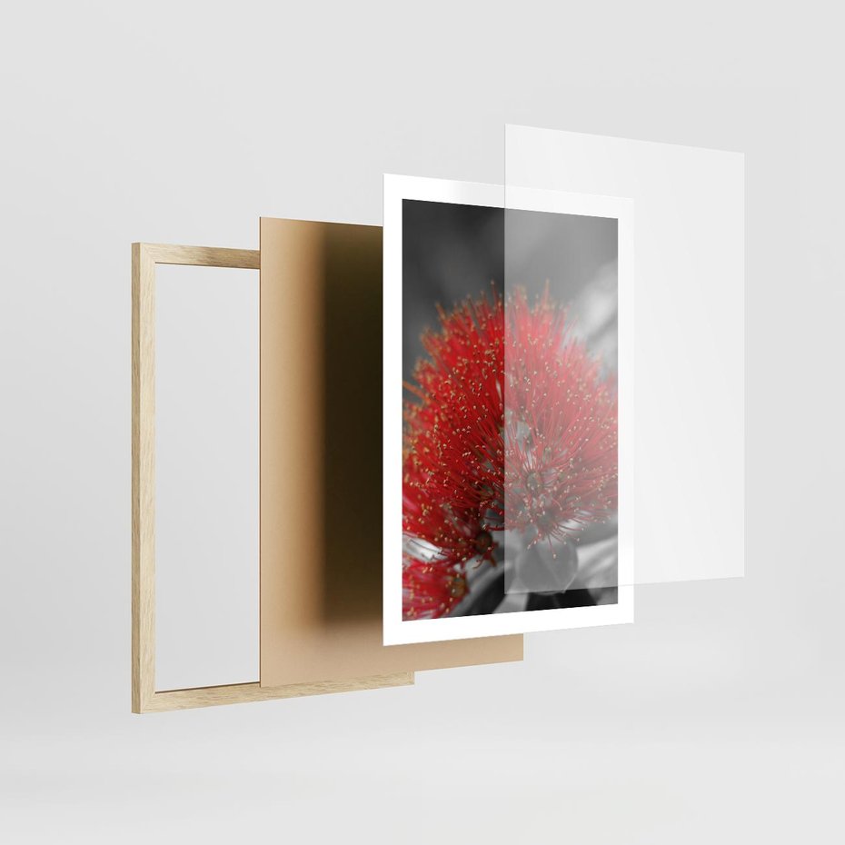 Plakat w ramie 50x70 - Ukwiał na rafie koralowej - ukwiał, rafa - rama drewno