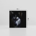 Obraz na płótnie 40x40 - Wilk i husky: siła przyjaźni - wilk, husky