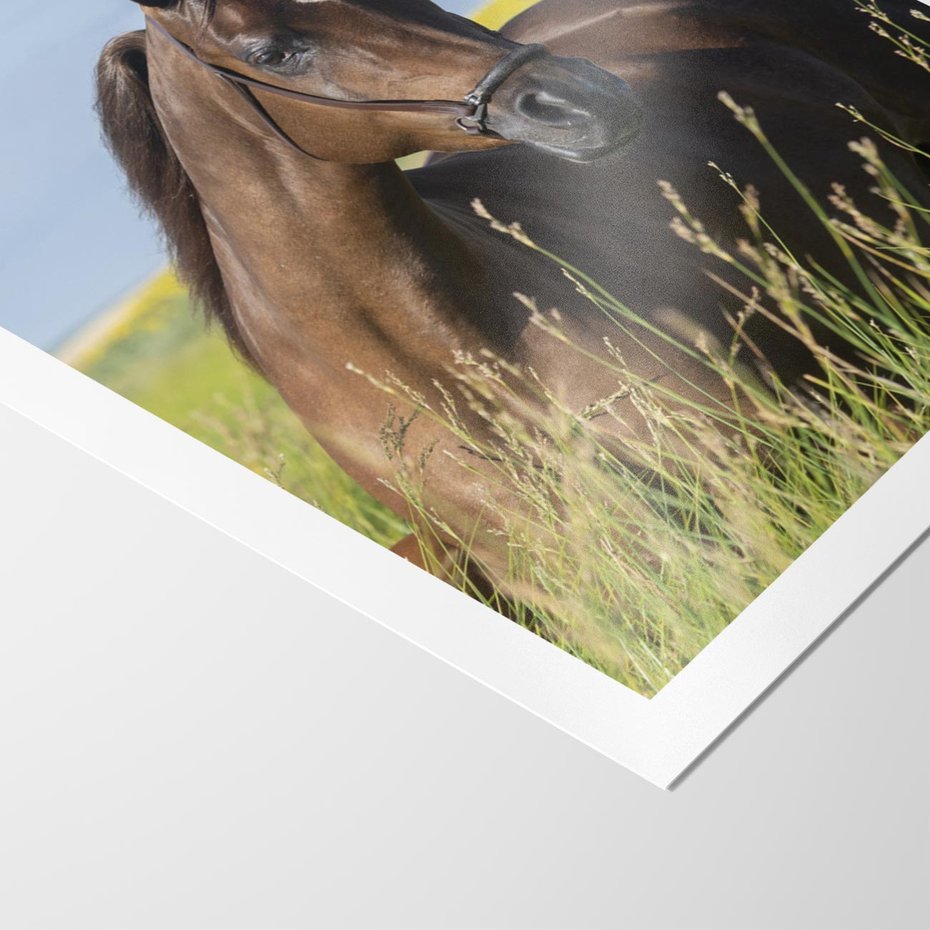 Plakat bez ramy 30x40 - Siła i piękno natury - koń, łąka