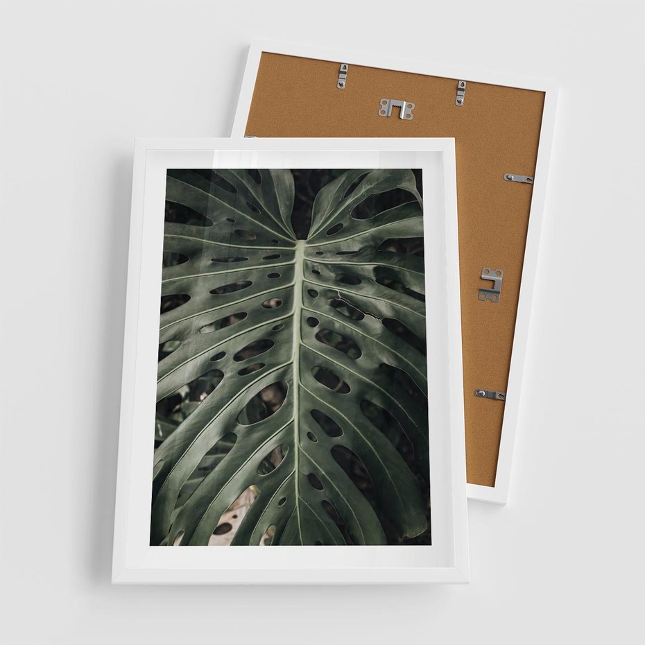 Plakat w ramie 50x70 - Majestatyczny Liść Monstery - liść monstery, majestatyczny liść - rama biała