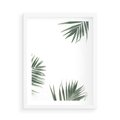 Plakat w ramie 50x70 - Liście Palmy na Czystym Tle - liście palmy, białe tło - rama biała