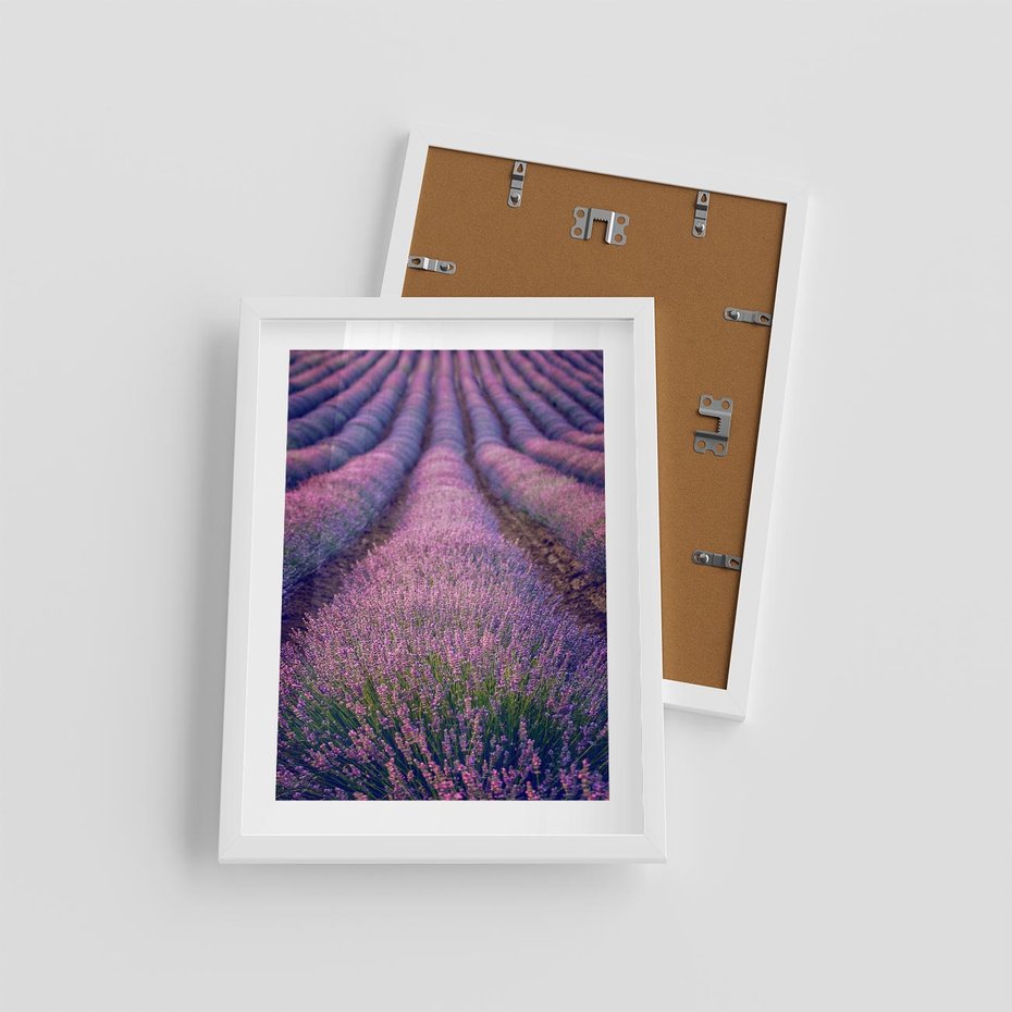 Plakat w ramie 30x40 - Pole Lawendy w Pełnej Krasie - pole lawendy, kompozycja - rama biała