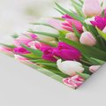 Obraz na płótnie 50x50 - Tulipany w pełnym rozkwicie - tulipany, kwiaty