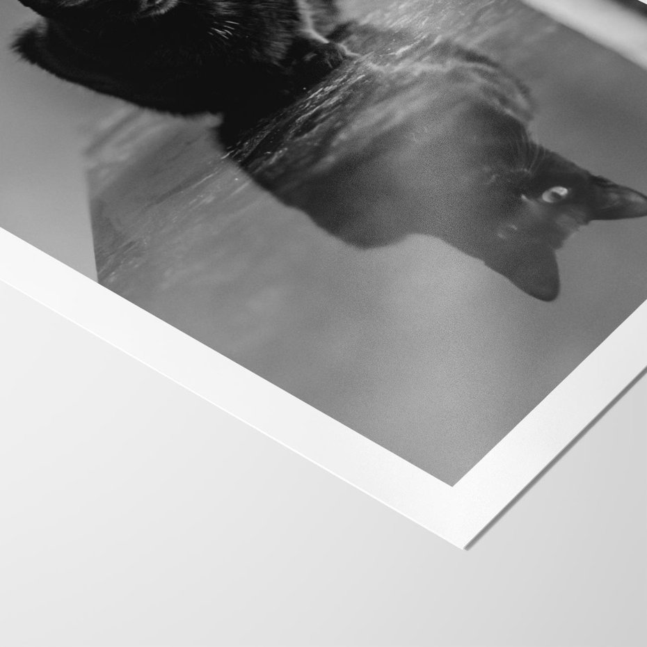 Plakat bez ramy 21x30 - Kocie Oczy - kot, czarno białe zdjęcie