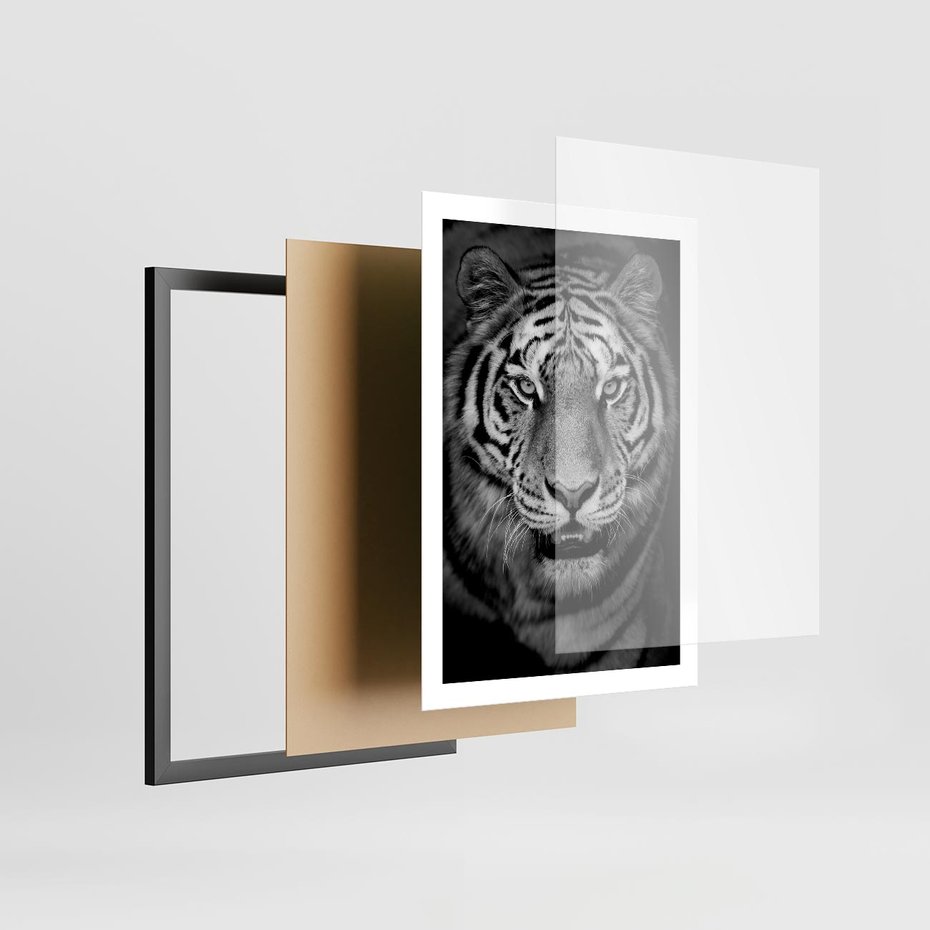 Plakat w ramie 50x70 - Tygrys Czarno-Biały: Siła i Delikatność - tygrys, czarno - rama czarna