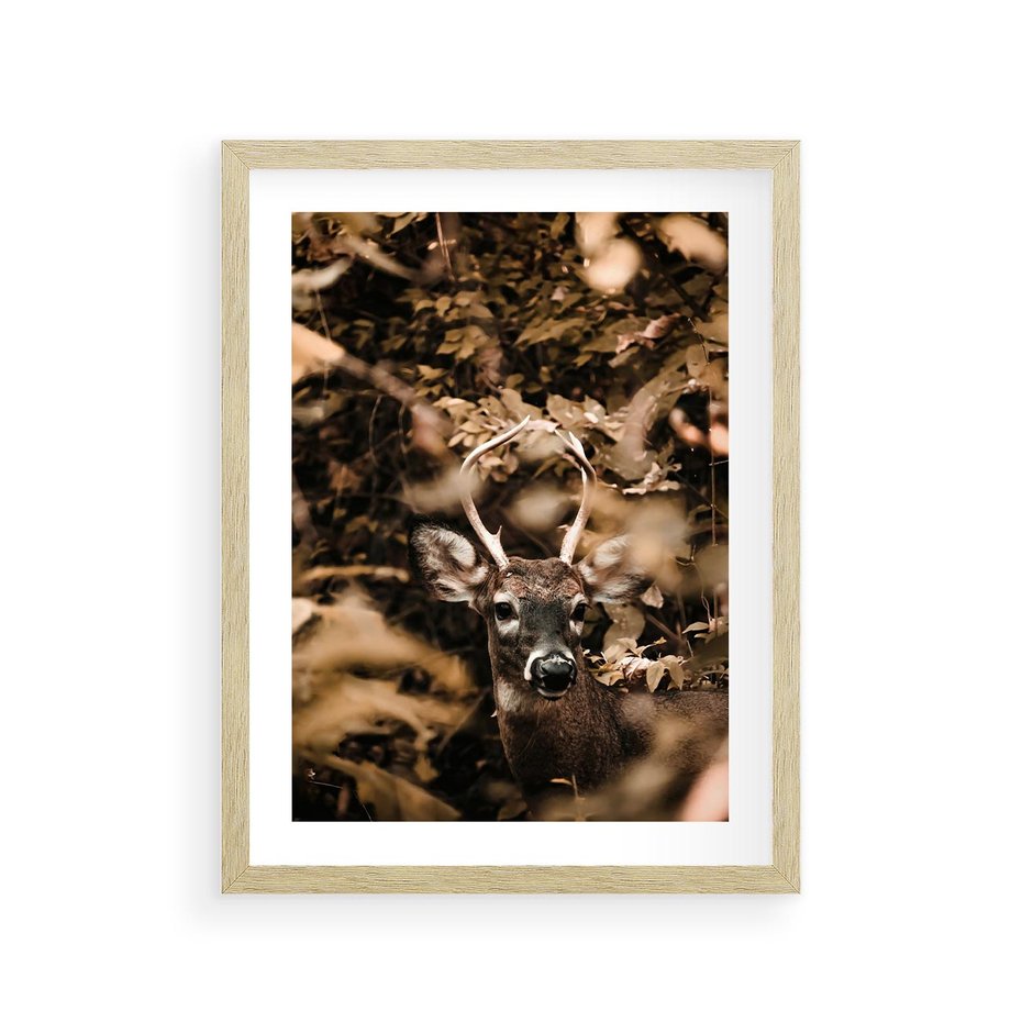 Plakat w ramie 30x40 - Jesienny Jeleń w Lesie - jeleń, w lesie - rama drewno
