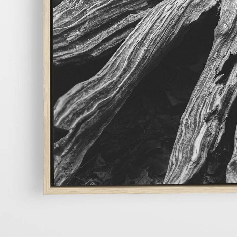 Obraz w ramie 50x50 - Siła Natury - czarno biała fotografia, korzenie wielkiego drzewa - rama drewno