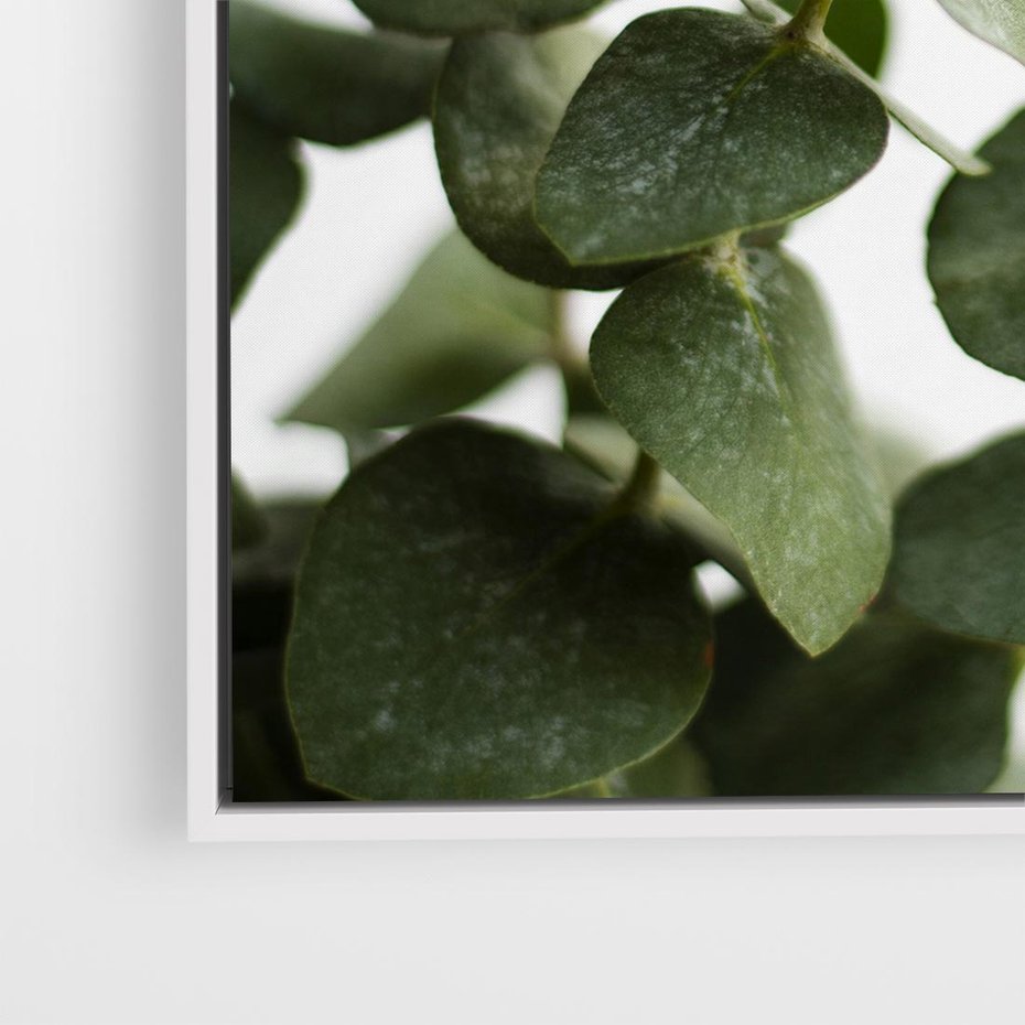 Obraz w ramie 80x80 - Zielone eukaliptusy - eukaliptus, liście - rama biała