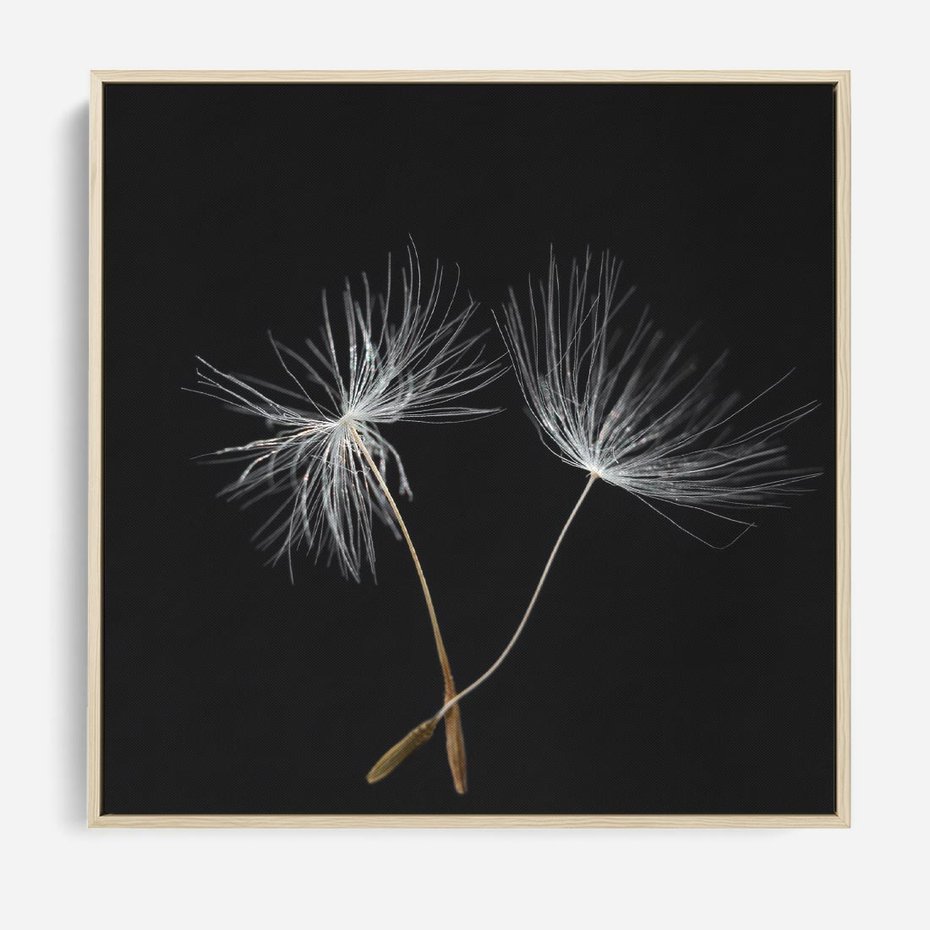 Obraz w ramie 80x80 - Delikatność Wiatru - dmuchawce, makro - rama drewno