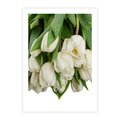 Plakat bez ramy 40x50 - Białe tulipany w pełnym rozkwicie - białe, tulipany