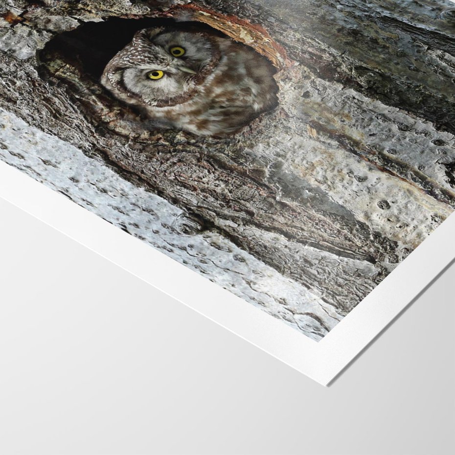 Plakat bez ramy 40x50 - Tajemniczy W świecie Nocy - sowa, dziupla