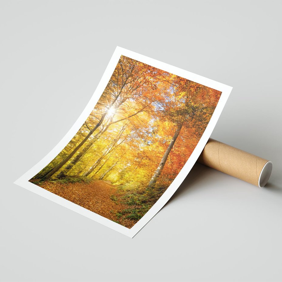 Plakat bez ramy 40x50 - Złote barwy jesiennego lasu - las, jesień