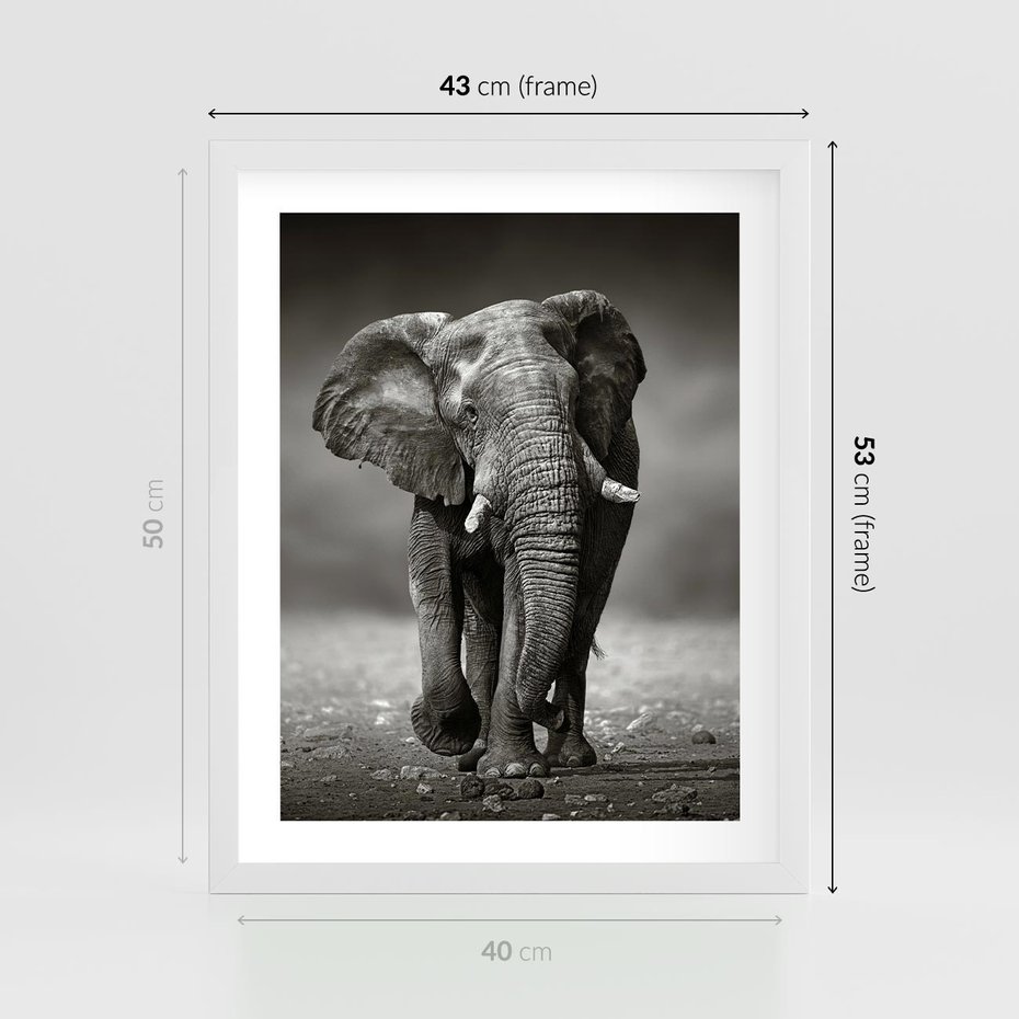Plakat w ramie 40x50 - Majestatyczny słoń Afryki - słoń, Afryka - rama biała