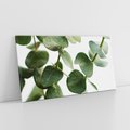 Obraz na płótnie 140x70 - Zielone eukaliptusy - eukaliptus, liście