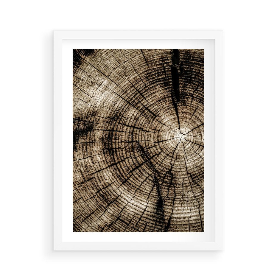 Plakat w ramie 50x70 - Natura Pod Lupą - pień drzewa, przekrój - rama biała