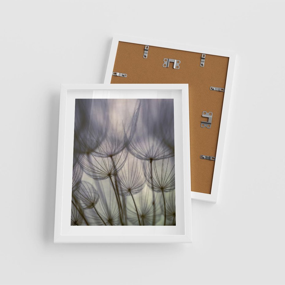 Plakat w ramie 40x50 - Makro dmuchawiec - piękno drobnych detali - dmuchawce, makro - rama biała