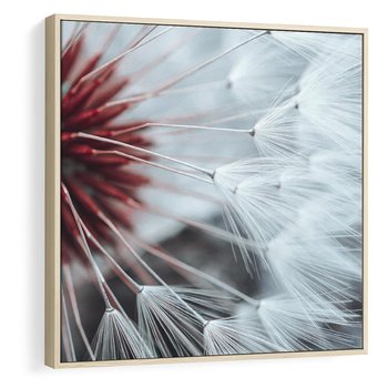 Obraz w ramie 50x50 - Makro świat dmuchawca - dmuchawiec, makro - rama drewno