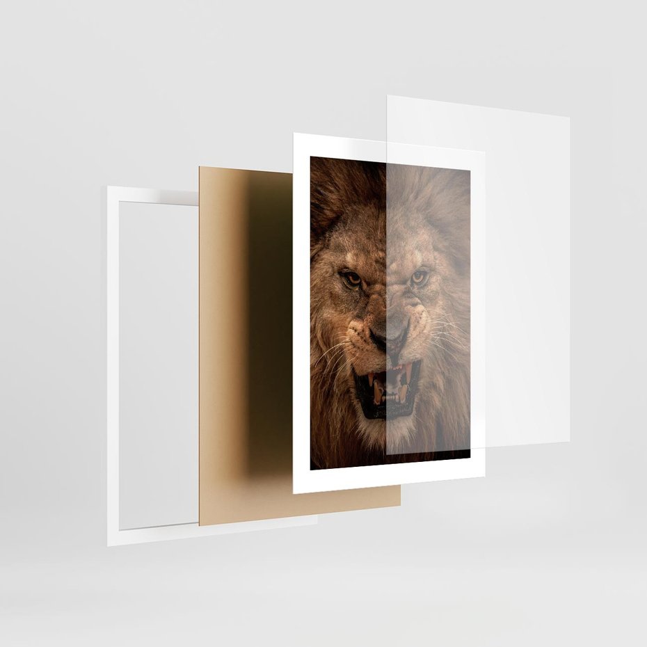 Plakat w ramie 30x40 - Władca Sawanny - lew, sawanna - rama biała
