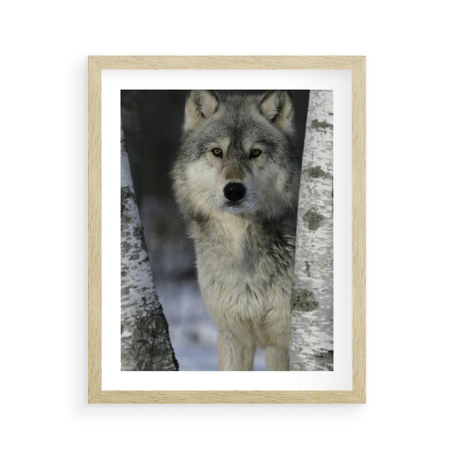 Plakat w ramie 40x50 - Wilk w Zimowym Lesie - wilk, las - rama drewno