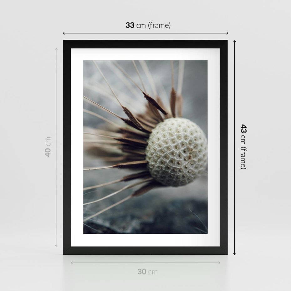 Plakat w ramie 30x40 - Makro Dmuchawiec - dmuchawiec, zbliżenie - rama czarna