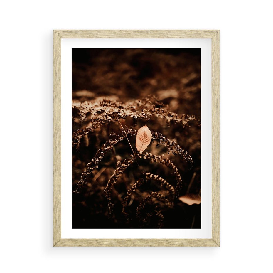 Plakat w ramie 50x70 - Gałęzie i Liść w Brązowej Tonacji - suche gałęzie, liść - rama drewno