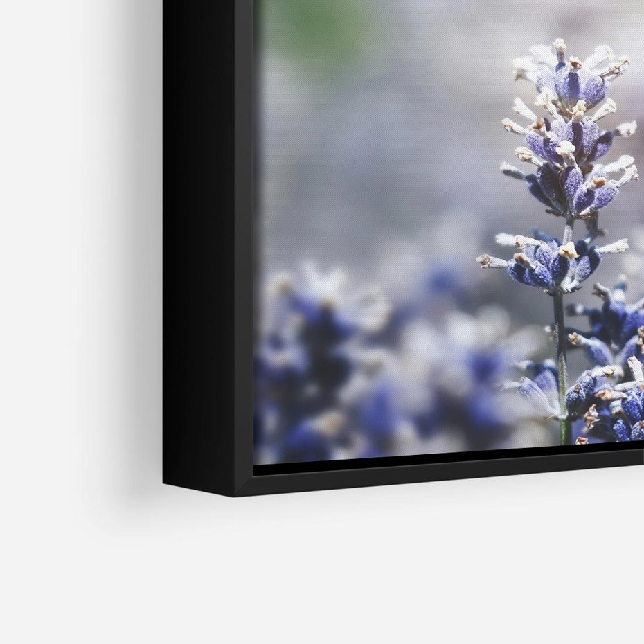 Obraz w ramie 50x50 - Delikatna Uroda Natury - wrzosy, fiolet - rama czarna
