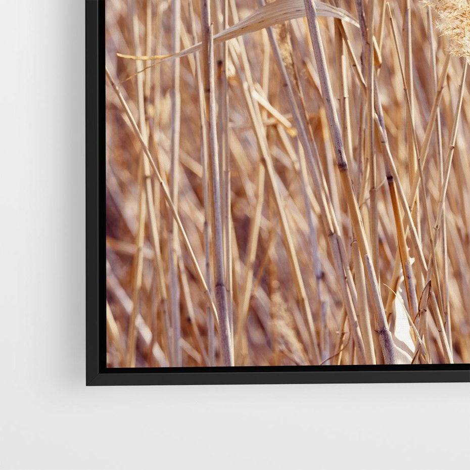 Obraz w ramie 50x50 - Mistrzowskie suche trawy - suche, trawy - rama czarna