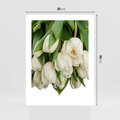 Plakat bez ramy 30x40 - Białe tulipany w pełnym rozkwicie - białe, tulipany