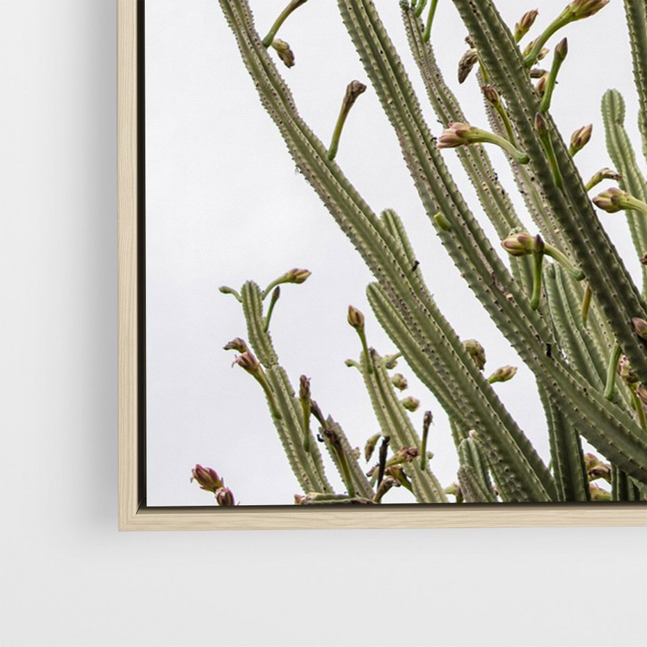 Obraz w ramie 50x70 - Ekskluzywna Roślinność - kaktusy, liście - rama drewno