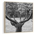 Obraz w ramie 80x80 - Przygubione motyle marzeń - fotografia czarno biała, młody jeleń w zagrodzie - rama drewno
