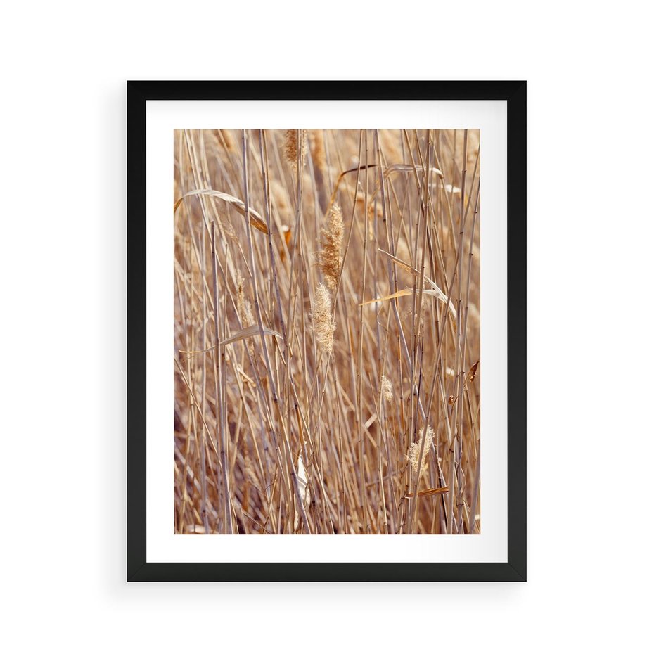 Plakat w ramie 40x50 - Mistrzowskie suche trawy - suche, trawy - rama czarna