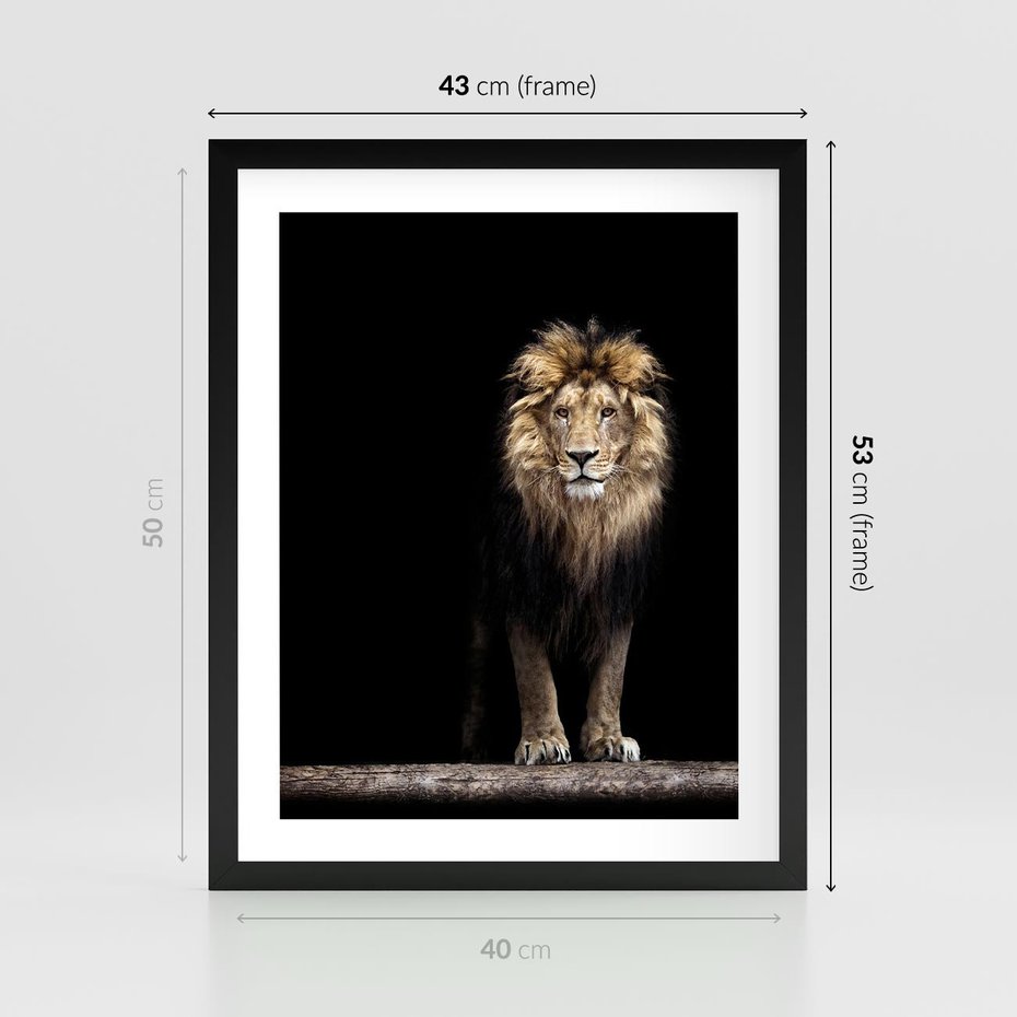 Plakat w ramie 40x50 - Lew: dzikie piękno natury - lew, dzikie - rama czarna