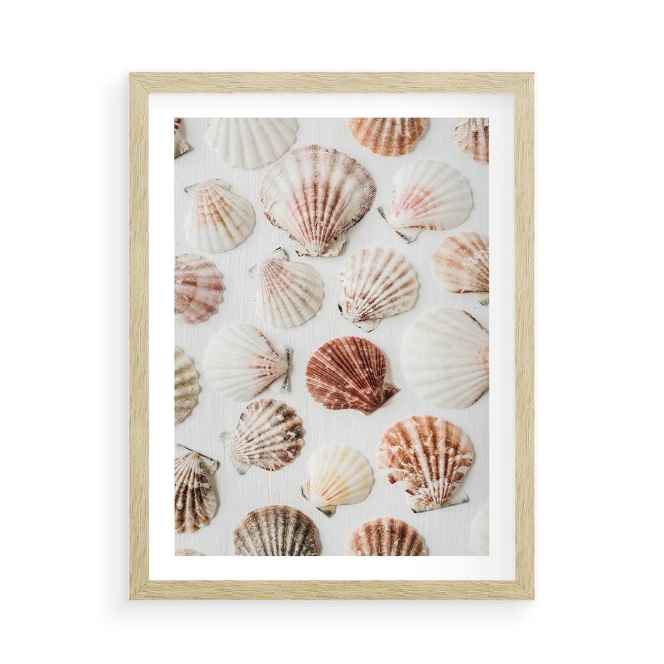 Plakat w ramie 50x70 - Morska Delikatność: Muszelki na Białym Tle - kompozycja, morskie muszelki na białym tle - rama drewno