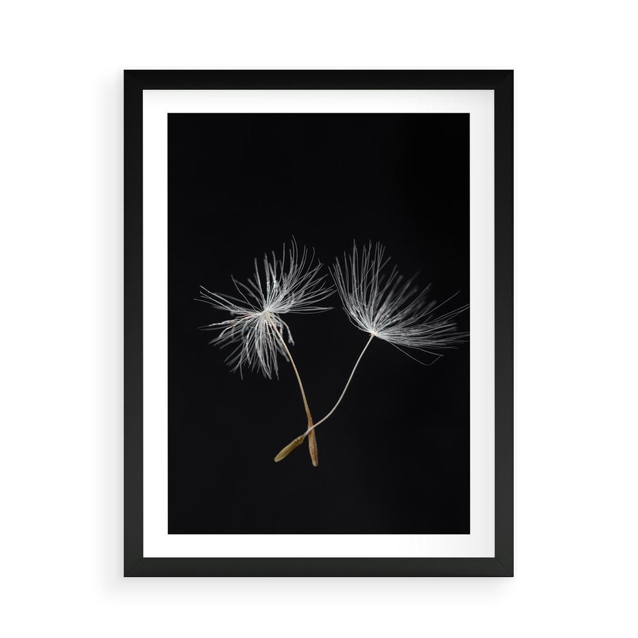 Plakat w ramie 50x70 - Delikatność Wiatru - dmuchawce, makro - rama czarna