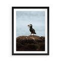Plakat w ramie 50x70 - Portret Ptaka Morskiego - maskonur, ptak - rama czarna