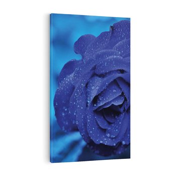 Obraz na płótnie 50x70 - Róża w pełnym rozkwicie - róża, kwiat